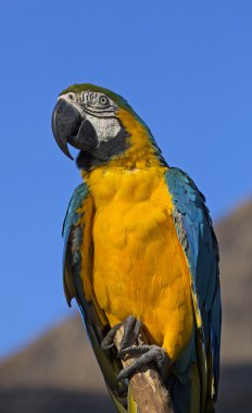 renkli tropik papağan