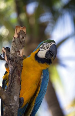 renkli tropik papağan