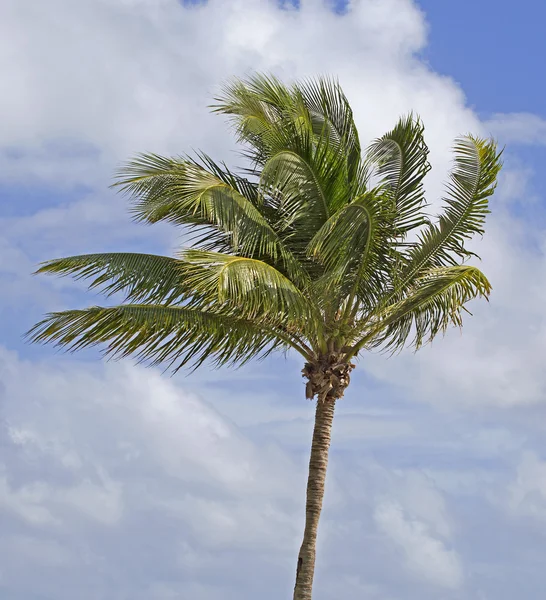 Caribische pal boom — Stockfoto