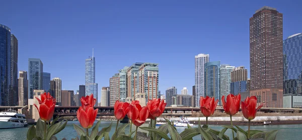 Jaro v chicago — Stock fotografie