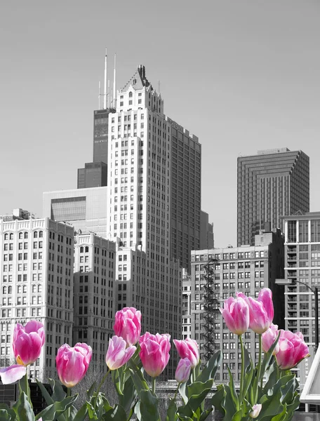 Frühling in Chicago Stockbild