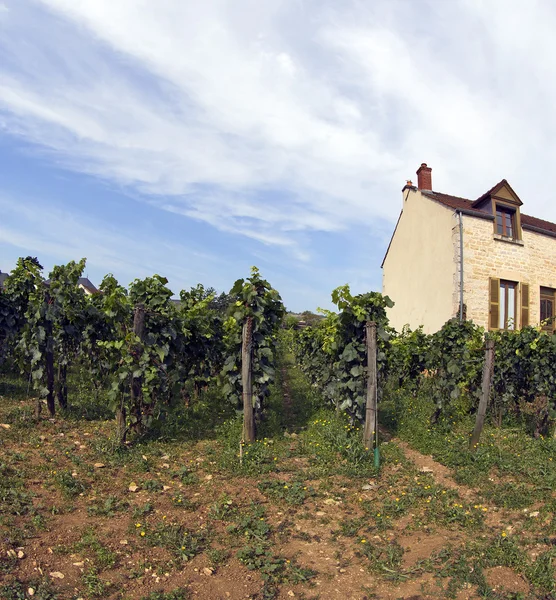 French vineyard — Stock Photo, Image