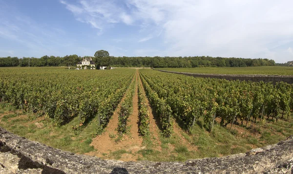 Vinha francesa — Fotografia de Stock