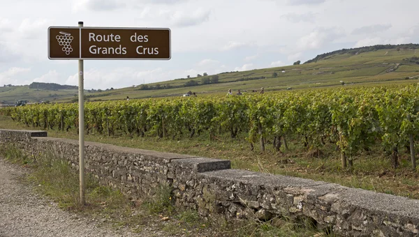 Французский виноградник — стоковое фото