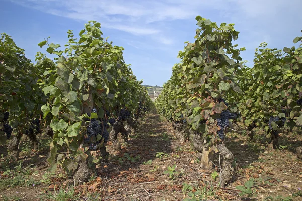 Французский виноградник — стоковое фото