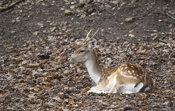 Zauberhafte Hirsche — Stockfoto