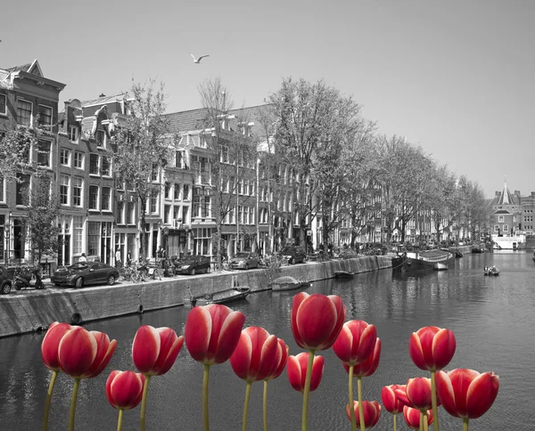 Black and white Amsterdam — Stock Photo, Image