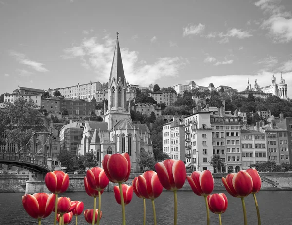 Black and red Lyon — Stock Photo, Image