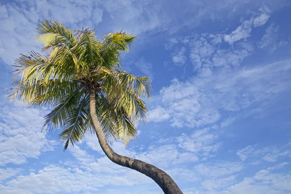 Kokosnoot boom over blauw — Stockfoto