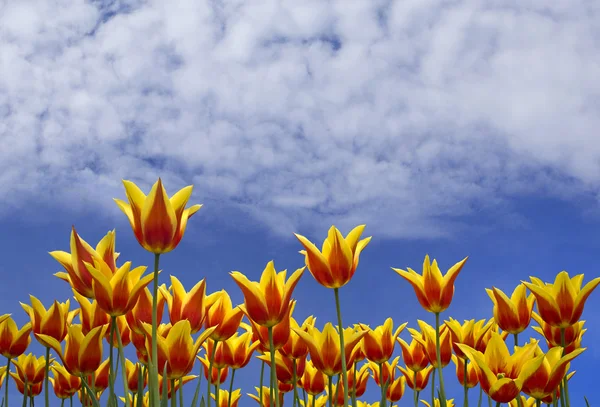 Lebendiger Hintergrund der Natur — Stockfoto