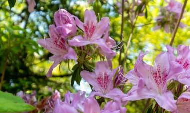 Japonya, Kyoto 'daki Kameyama Parkı' nda baharda Azaleas çiçekleri açar. Kapat, kimse yok, gündüz vakti..