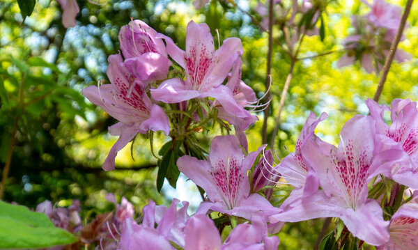 Azaleas bloom in spring at Kameyama Park, Kyoto, Japan. Close up, no people, daytime.
