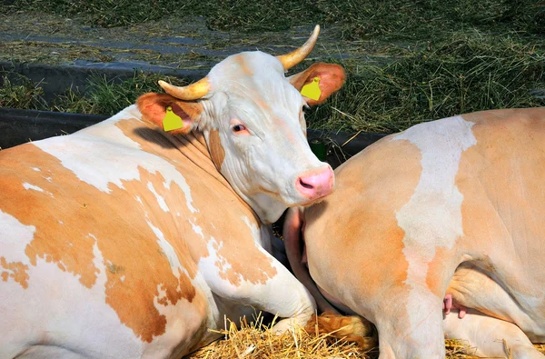 Cows look — Stock Photo, Image