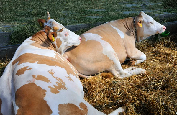 Cows in relax — Stock Photo, Image