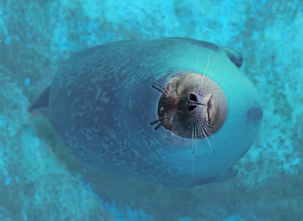 Sleeping seals in the water Royalty Free Stock Images