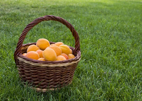 Apricots in basket