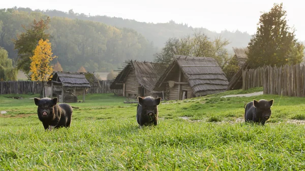 Свині або поросята на фермі — стокове фото