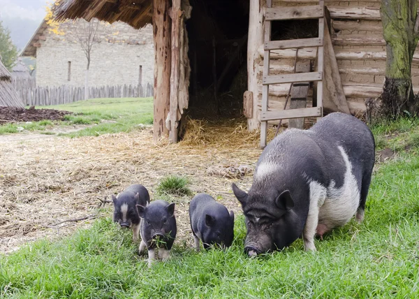 Pigs on farm — Stock Photo, Image