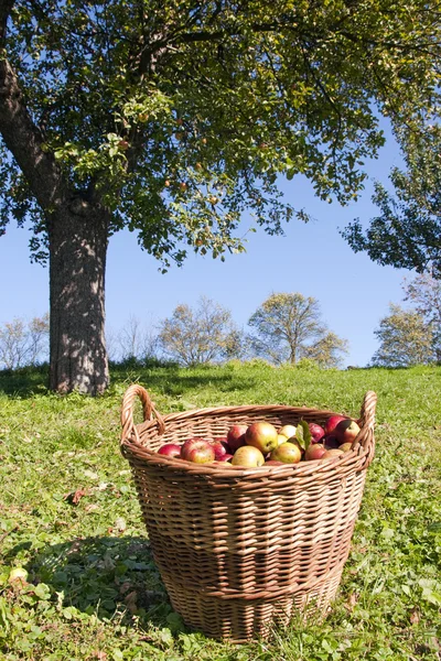 Appels in mand — Stockfoto