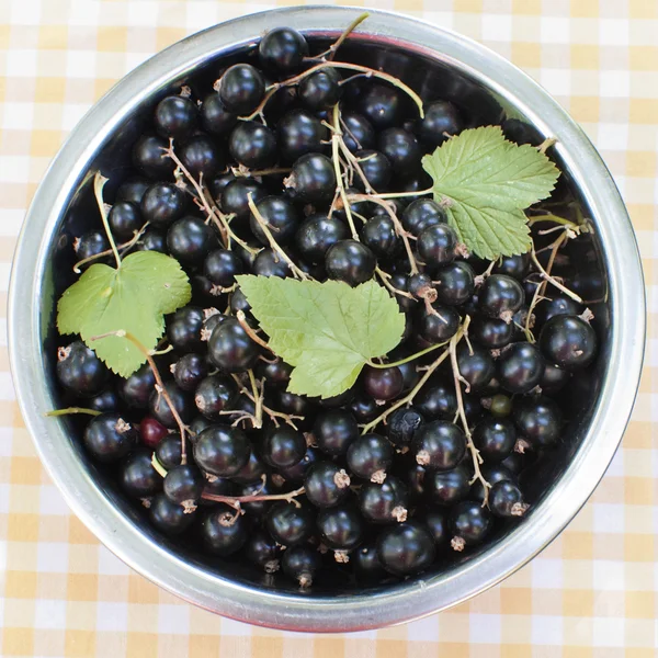 Blackcurrant in a bowl — Stock Photo, Image