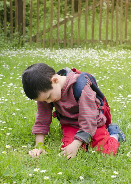 Child picking daises — Stock Photo, Image