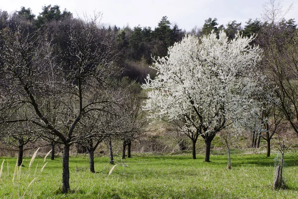 Bloeiende boom in voorjaar boomgaard — Stockfoto