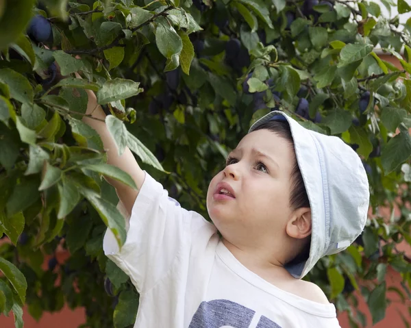 เด็กเก็บผลไม้ — ภาพถ่ายสต็อก
