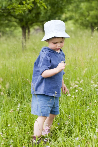 Child with daisy — Stock Photo, Image