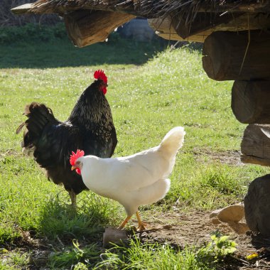 Ücretsiz aralığı bir çiftlikte hickens