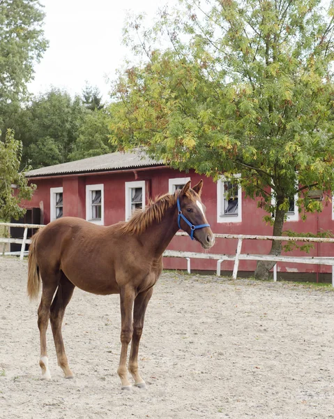 Caballo en frente de establo — Foto de Stock