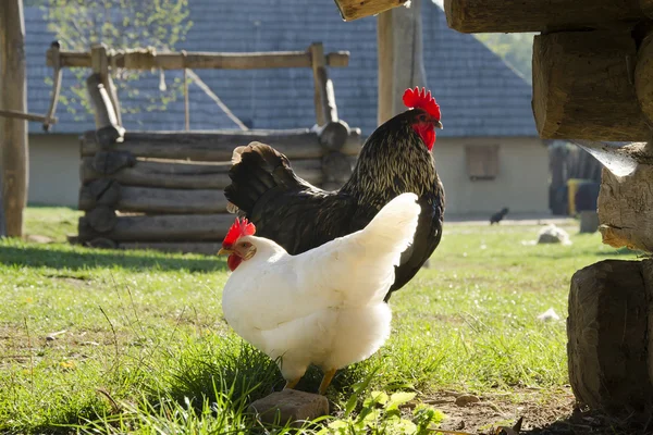 Galline ruspanti in una fattoria — Foto Stock