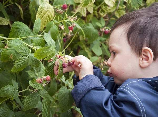 Child picking raspberries — Stock Photo, Image