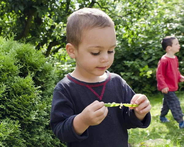 Child eating green peas — Stock Photo, Image