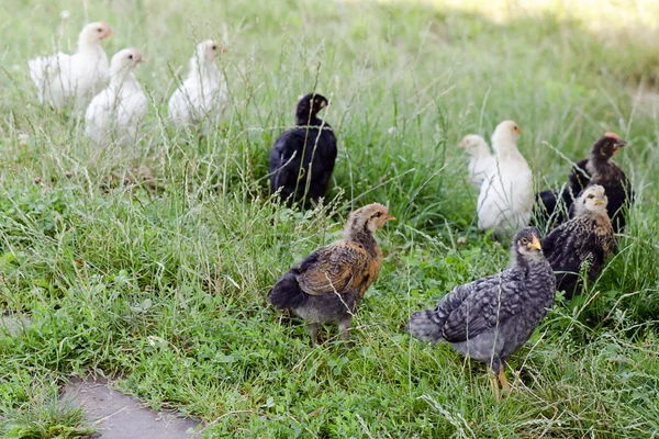 Chicks or young chickens — Stock Photo, Image