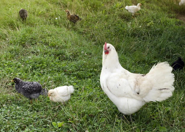 Free range chicken — Stock Photo, Image