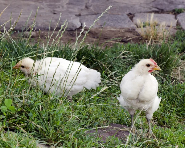 Frigående kyckling — Stockfoto
