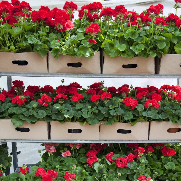 Flores para la venta — Foto de Stock