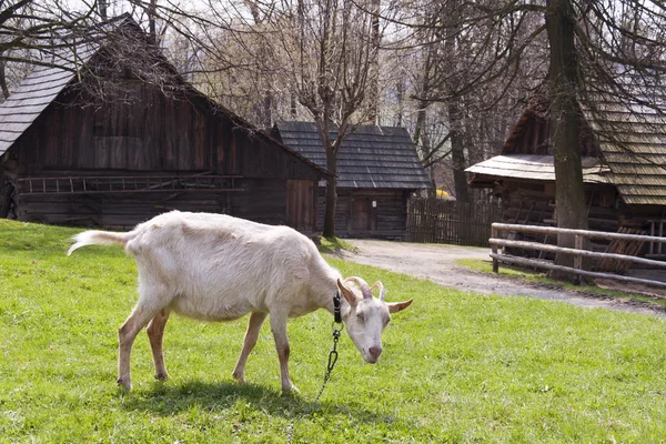 Goat at farm — Stock Photo, Image