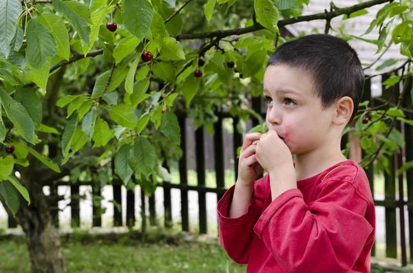 Kind plukken en eten van kersen — Stockfoto