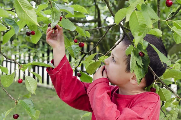 Child picking and eating cherries — Stock Photo, Image
