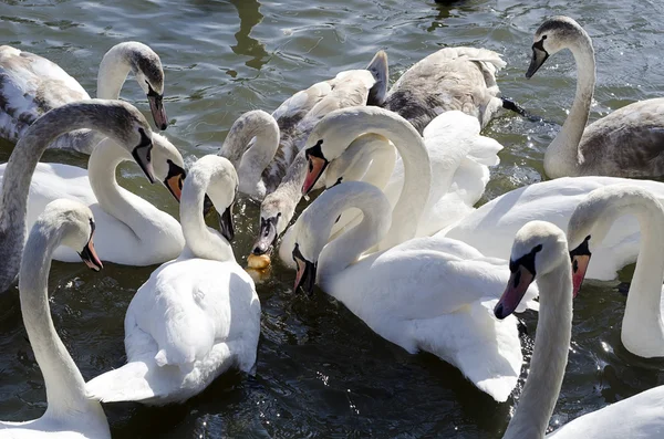 Swans feeding — Stock Photo, Image