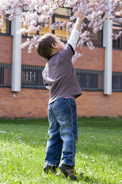 Child under cherry tree in spring