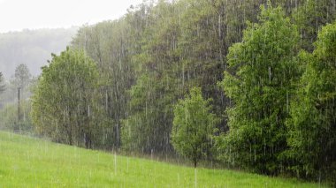 Rain in field and forest clipart