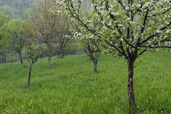 Regen in tuin — Stockfoto