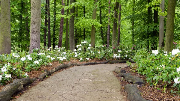 Rhododenron-Waldweg — Stockfoto