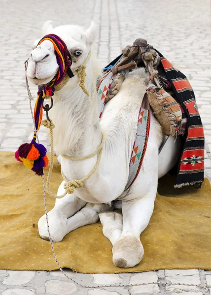 Camel as turist attraction — Stock Photo, Image