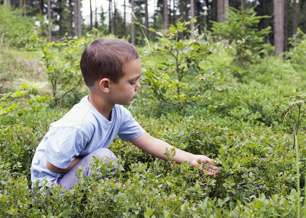 Child picking blueberries Stock Picture