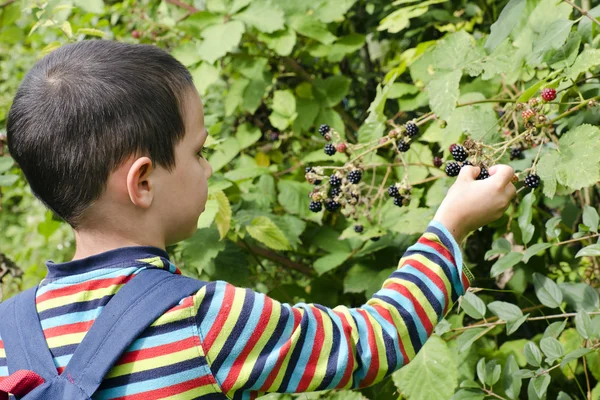 Kind plukken bramen — Stockfoto