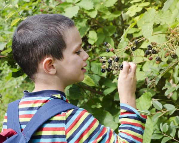 Kind plukken bramen — Stockfoto