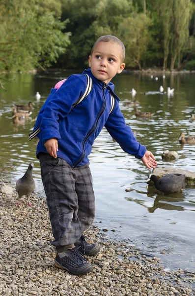 Child feeding ducks — Stock Photo, Image